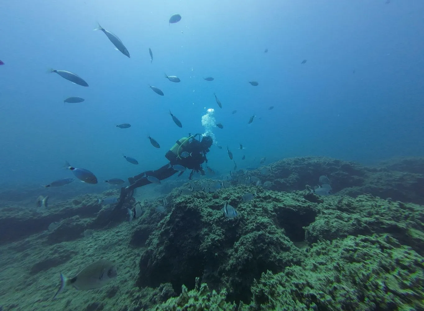 Boat Dives for Certified Divers Featured Image Kissamos Diving Center